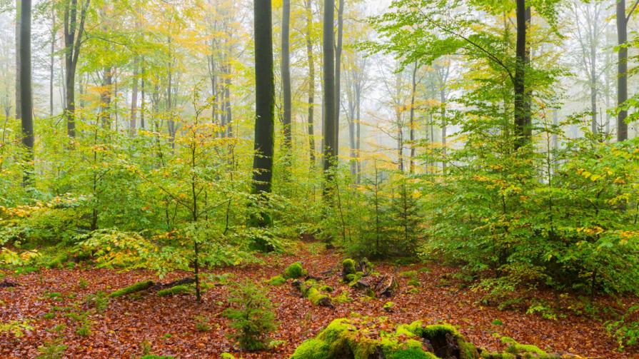 outdoor_survival