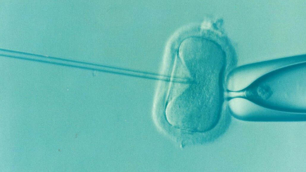 tamh-turek-ivf-1514174_1280.png