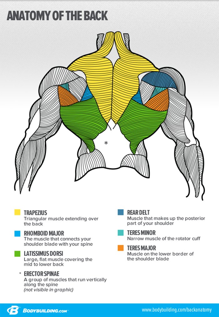 Anatomy of the back